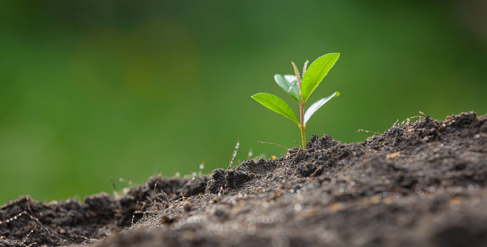Qu'est-ce qu'un emballage biosourcé ?